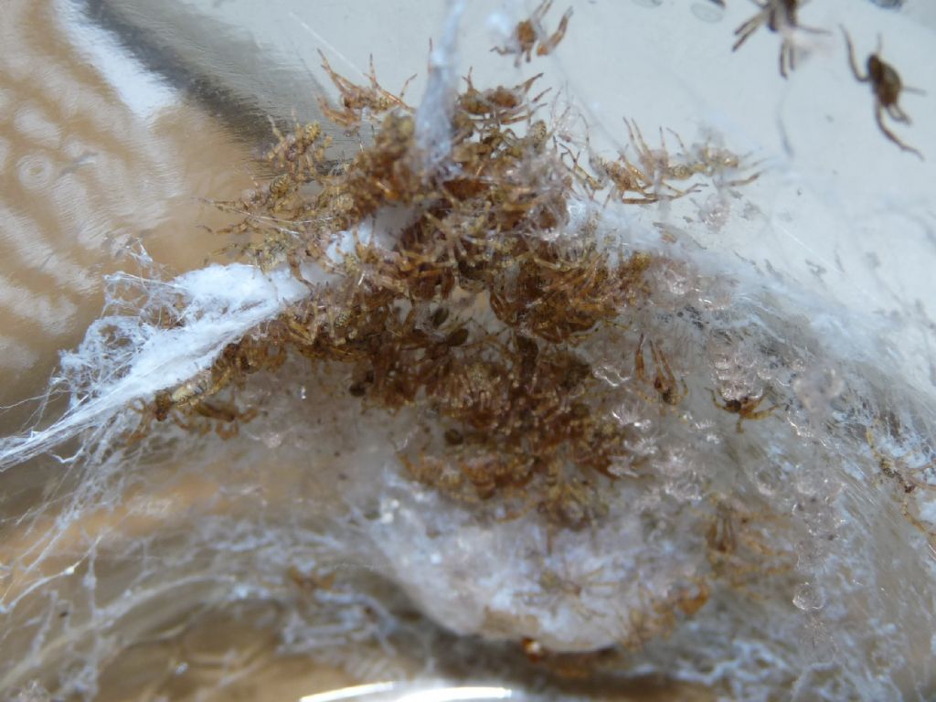 Tanti minuscoli ragnetti